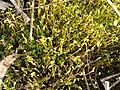 Bryophyte