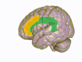 3D view of the cingulate gyrus (green) and paracingulate gyrus (yellow) in an average human brain