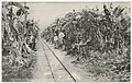 Banana plantation. Ricon Grande Orizaba. 1905. DeGolyer Library, Southern Methodist University