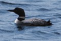 Great Northern Diver Gavia immer islom Islom