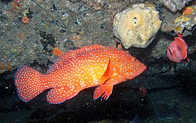 Coral rockcod Cephalopholis miniata