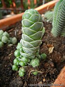 Crassula barklyi