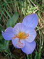 Crocus speciosus close-up