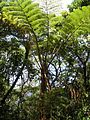 Cyathea spinulosa in Ogasawara National Park