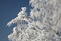 Hoar frost or soft rime on a cold winter day in Lower Saxony.