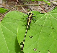 Dromogomphus spinosus