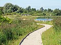 Un sentier entouré de hautes herbes