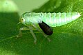 Elymana sulphurella