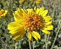 Encelia virginensis