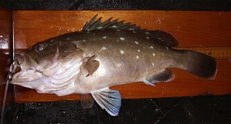 Epinephelus niveatus