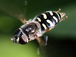 Female hovering