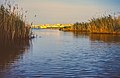 La foce dell'Anapo ai Pantanelli di Siracusa