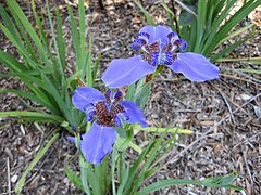 T. coerulea (sin. Neomarica coerulea)