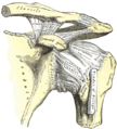 Attachment at the shoulder