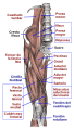 Músculos de las regiones ilíaca y femoral anterior.