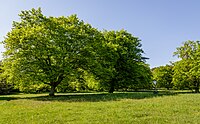 Hainbuchenbestand Hörbach