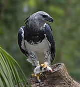 Harpy eagle