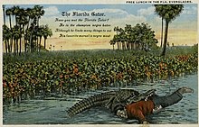Alligator with black man in his jaws; card caption is "Free lunch in the Fla. Everglades"; full text of "The Florida Gator" poem is "Have you met the Florida Gator? He is the champion negro hater Although he finds many things to eat his favorite morsel is Negro meat"