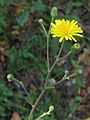 Hieracium sabaudum