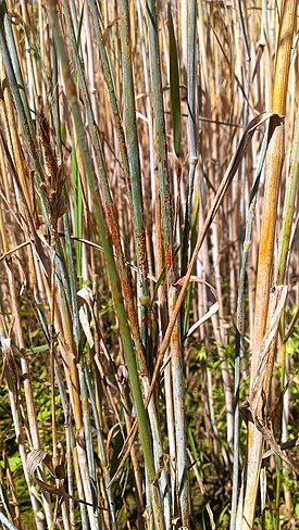 happomarjan-heinänruoste (Puccinia graminis)