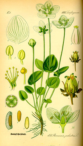 Parnassia_palustris