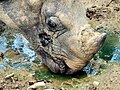 Single horn of an Indian rhinoceros