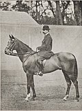 Ivan, alezan, 1,58 m, 5 ans. 1er prix de selle à Paris en 1911 et en 1912.