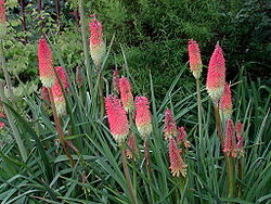 Kniphofia uvaria.