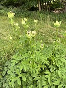 Kohldistel (Cirsium oleraceum)