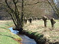 Pollarded willows along the Brunau stream near Bonstorf