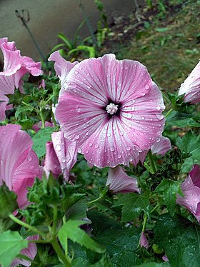 Lavatera trimestris