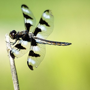 十二點撇蜻（Libellula pulchella）