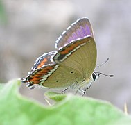 花邊彩灰蝶 Heliophorus sena♂