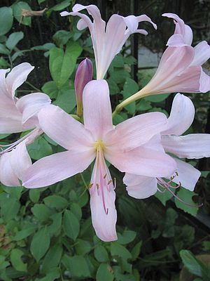 상사화(Lycoris squamigera)