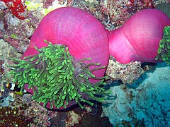 La grosse anémone tropicale Heteractis magnifica peut se refermer comme un sac pour protéger ses organes des menaces.