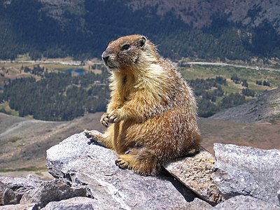 Yellow-bellied marmot, by Inklein (edited by John O'Neill)
