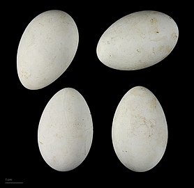 eggs - MHNT