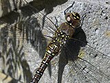 Female, showing markings