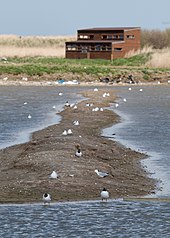In the foreground many gulls on a spit of mud; behind it a two-storey wooden building with many windows looking this way.