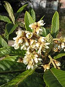 Floraison sur l'arbre.