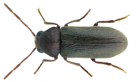 Oligomerus ptilinoides