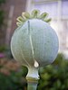 Opium poppy seed pod