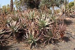 Description de l'image Pájara La Lajita - Oasis Park - Aloe littoralis 01 ies.jpg.