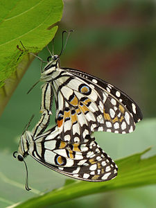 Papilio demoleus, by Jkadavoor