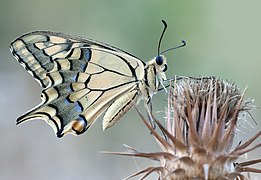 Papilio machaon - Swallowtail 1