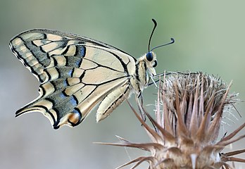 Un machaon, papillon de l'hémisphère nord tempéré, dont la chenille est commune sur les ombellifères. (définition réelle 2 948 × 2 035)