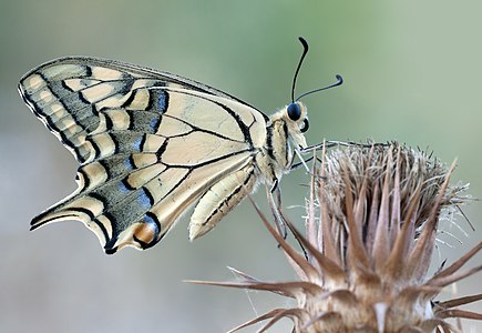 Papilio machaon, by Zcebeci