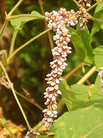 Inflorescence