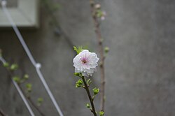 Prunus japonica