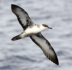 Pardela-de-barrete (Puffinus gravis)